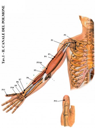 meridiano-polmone-shiatsu-amka